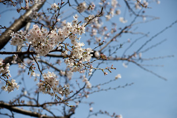桜の花・満開・青空