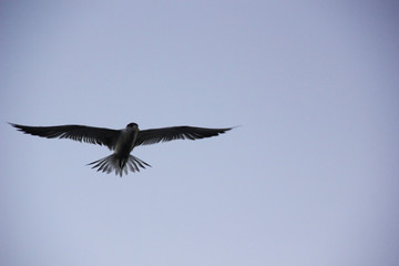 bird flying in the sky 