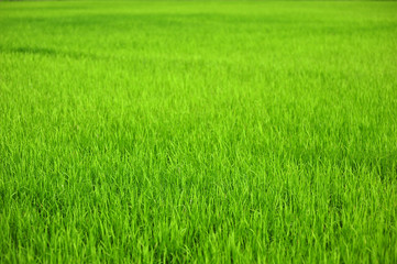 Green paddy field background