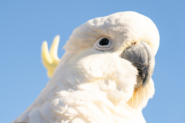 portrait of a parrot cockatoo in Queensland Australia against blue sky summer morning with sunlight...