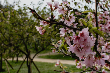 sakura blossom in a spring day