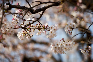 染井吉野・春・桜のアップ
