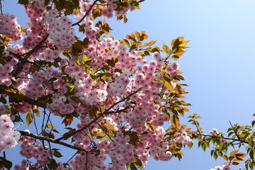 造幣局_桜