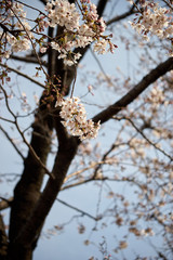 クローズアップ・桜の花