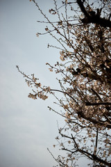 桜の枝・晴れ・花