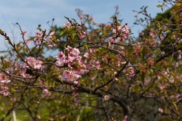 blooming cherry tree in spring