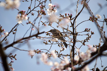 ヒヨドリ・鳥・桜