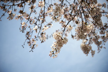 桜の花・枝・花見