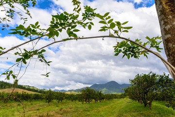 landscape with trees and blue sky