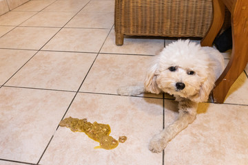 Sick poodle dog with vomit on floor at home possibly due to indigestion