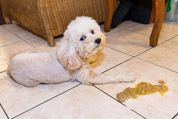 Sick poodle dog with vomit on floor at home possibly due to indigestion - obrazy, fototapety, plakaty