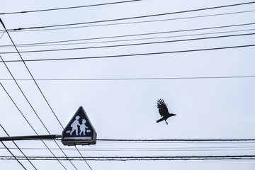Crossing sign, crow and wires at Kamakura, Japan