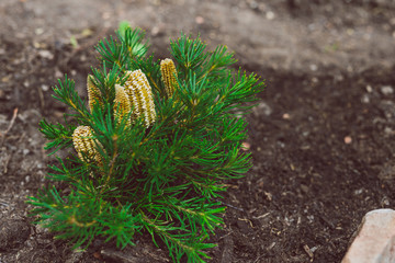 native Australian Banksia aka Birthday Candle plant outdoor