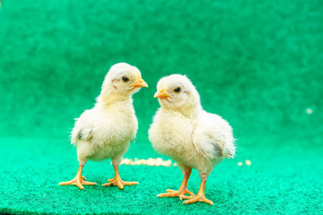 The yellow serama chicks on a artificial grass background.