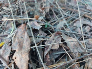 nature 