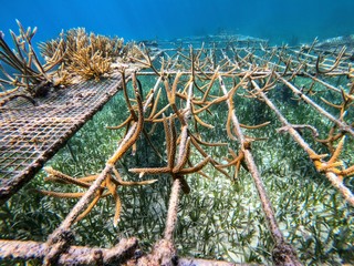 Underwater Coral nursery helping to rebuild the reef
