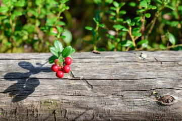 Ripe lingonberry growing on bush in taiga forest ready for harvest.