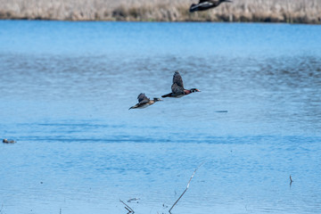 A pair of a wood ducks flying in the air.    Vancouver BC Canada
