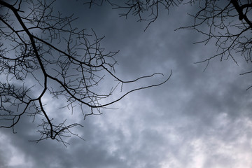 Bare Tree Branches Against an Overcast Sky