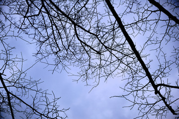 Bare Tree Branches Against an Overcast Sky