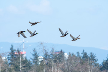 A flock of a mallard ducks flying in the air.    Vancouver BC Canada