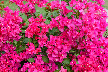 Naklejka premium Beautiful vegetation, trees, flowers, lakes and ponds in the famous tropical Bai Lu Gong Yuan Park, Sanya city. Hainan, China.