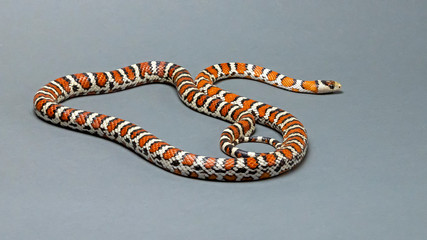 Naklejka premium Arizona Mountain Kingsnake Isolated on Grey Background