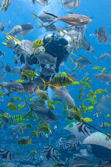 Obraz na płótnie Canvas Underwater photographers on scuba dives. Divers with camera surrounded by a large number of fish in the huge aquarium. Sanya, Hainan, China.