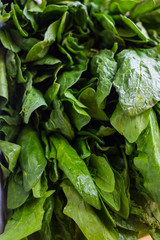 Fototapeta na wymiar Whole green big raw bunch of spinach leaves herb