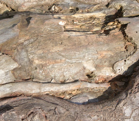 tree bark in the Park is an old tree, a beautiful natural