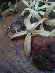 plant on wooden table