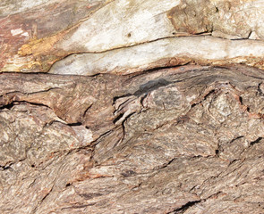 tree bark in the Park is an old tree, a beautiful natural