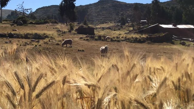 champs de blé et moutons - white sheep in wheat fields peru