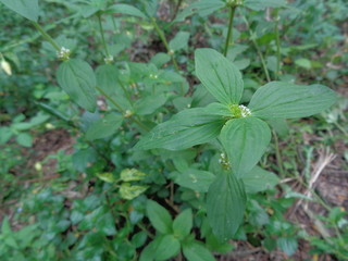Indian copperleaf or Acalypha Indica L. in the garden with green flowers. Boehmeria zollingeriana also called a cat's face.