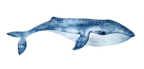 Watercolor blue whale illustration isolated on white background. Hand-painted realistic underwater animal art. - obrazy, fototapety, plakaty