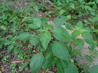 Indian copperleaf or Acalypha Indica L. in the garden with green flowers. Boehmeria zollingeriana also called a cat's face.