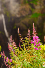 Obraz premium Purple flowers rosebay on norwegian nature