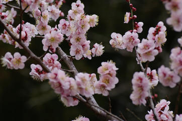 満開の梅の花