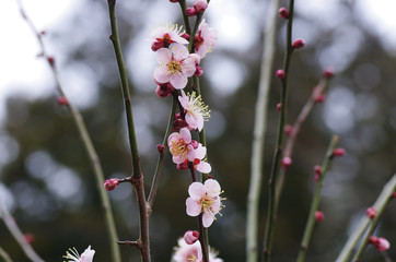 満開の梅の花