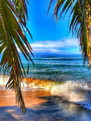 palm trees on the beach