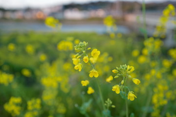菜の花