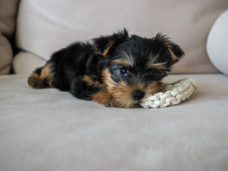 Baby cup of Yorkshire Terrier bitting a toy rope on a cream sofa.