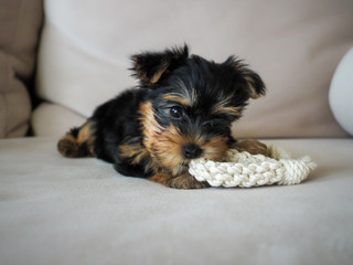 Baby cup of Yorkshire Terrier bitting a toy rope on a cream sofa.