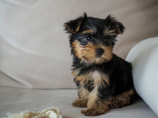 Baby cup of Yorkshire Terrier sitting on a cream sofa.