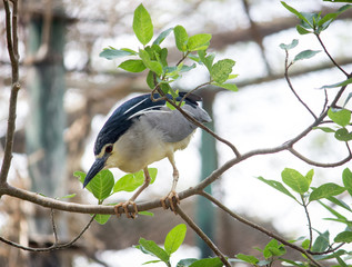 Black Crowned Night Heron