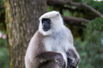 Obraz premium Wild Langur or Black faced monkey at Shimla Himachal Pradesh India