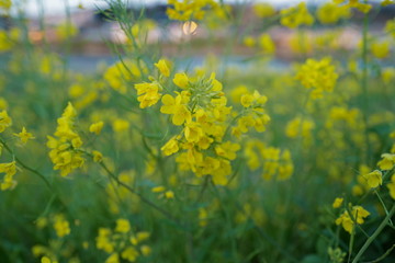 川沿いの菜の花