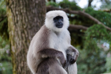 Wild Langur or Black faced monkey at Shimla Himachal Pradesh India