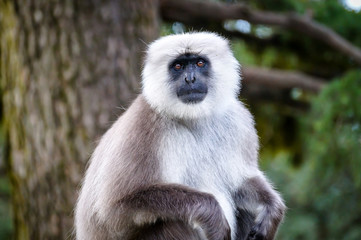 Wild Langur or Black faced monkey at Shimla Himachal Pradesh India