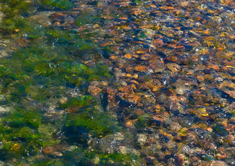 The water in the stream flowing through the rocks and seaweed.